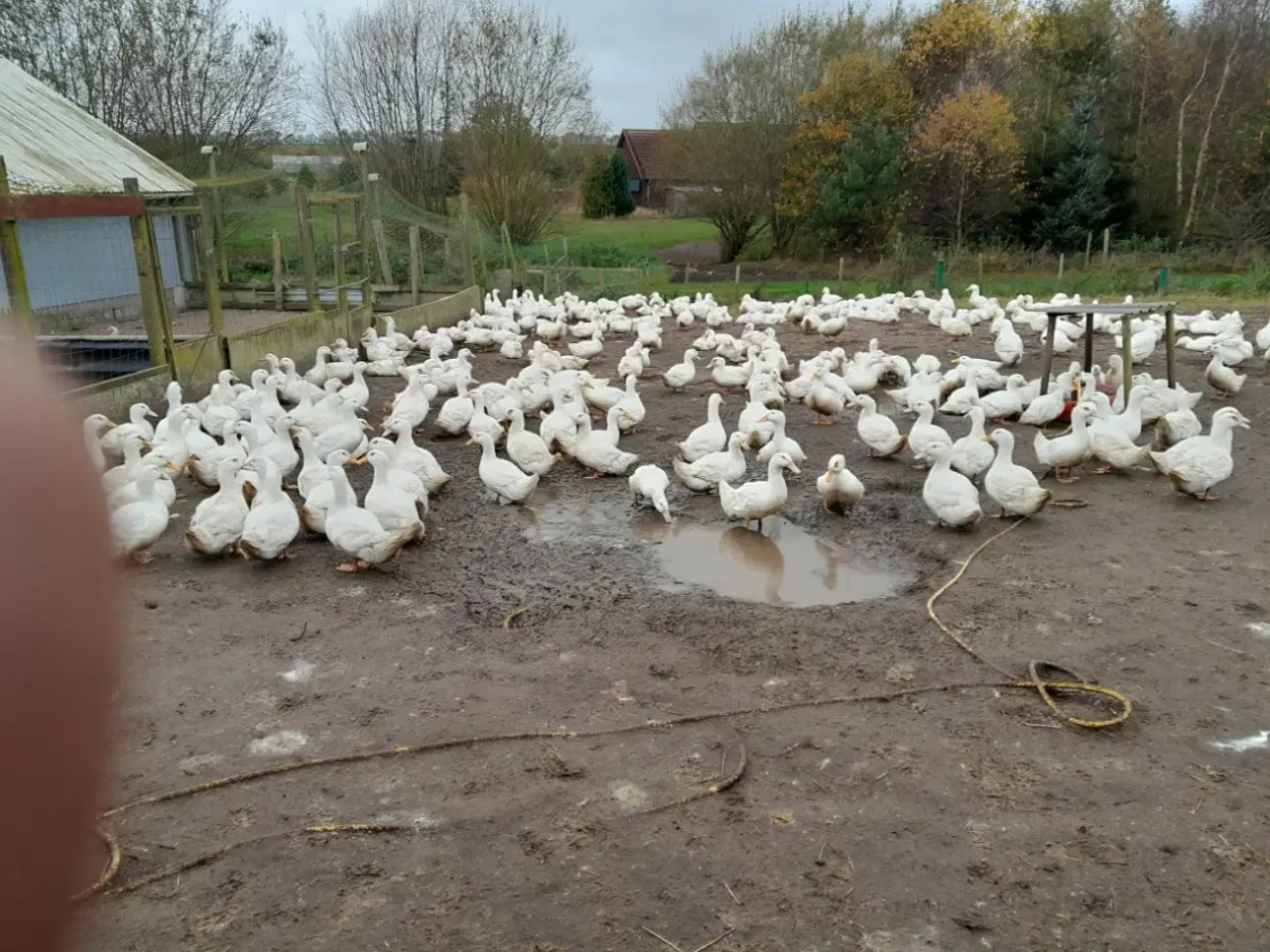 Billede 6 - RUGE ÆG 