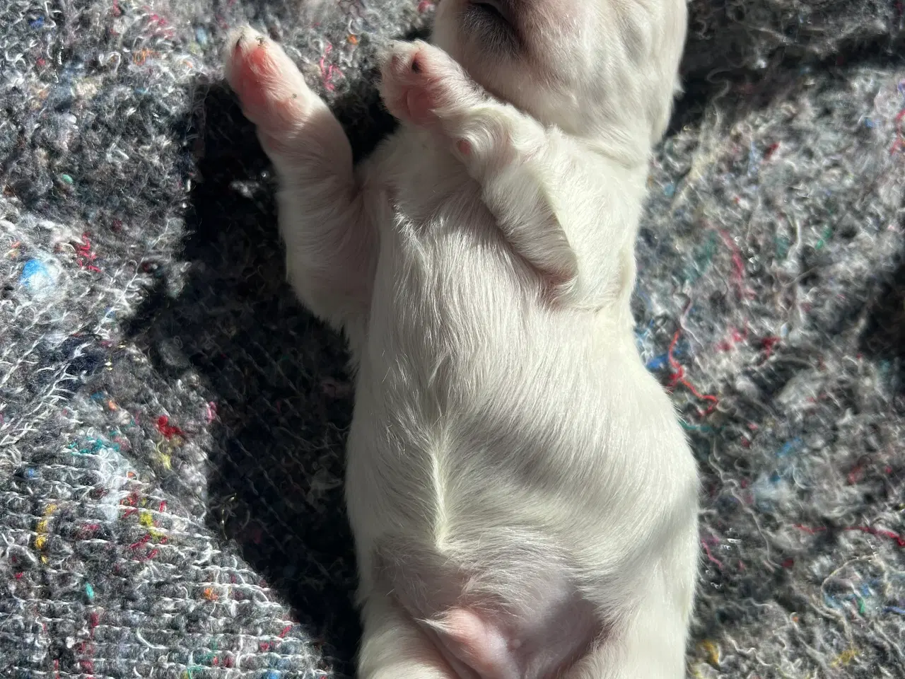Billede 5 - Bomulds hundehvalp