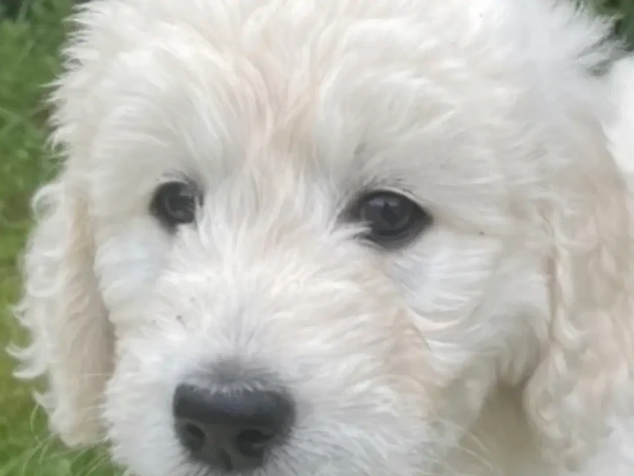 Billede 1 - Hvalpe - Goldendoodle