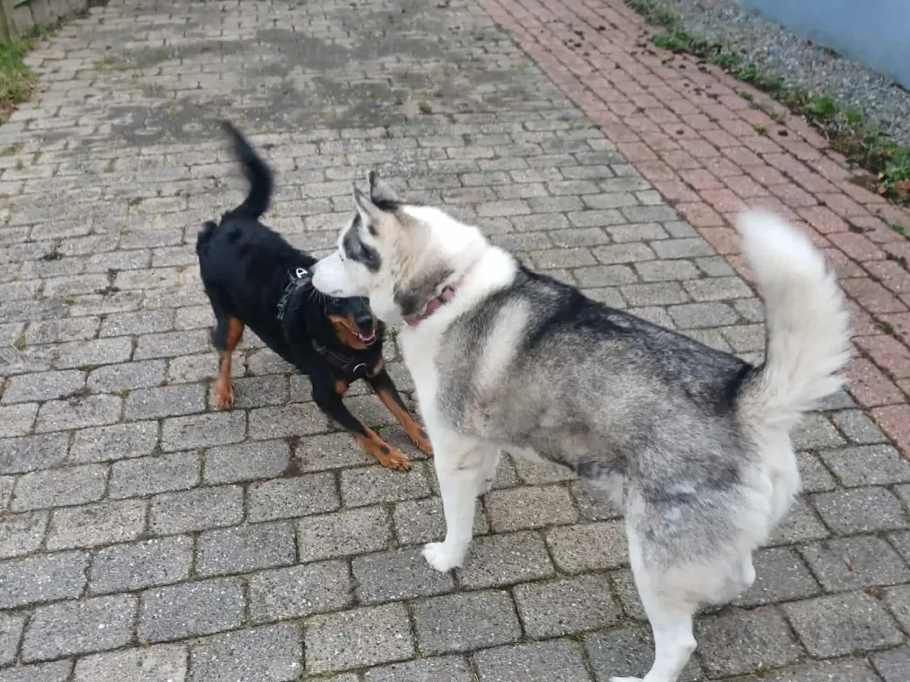 Billede 12 - Smukke milde kærlige Ozzy