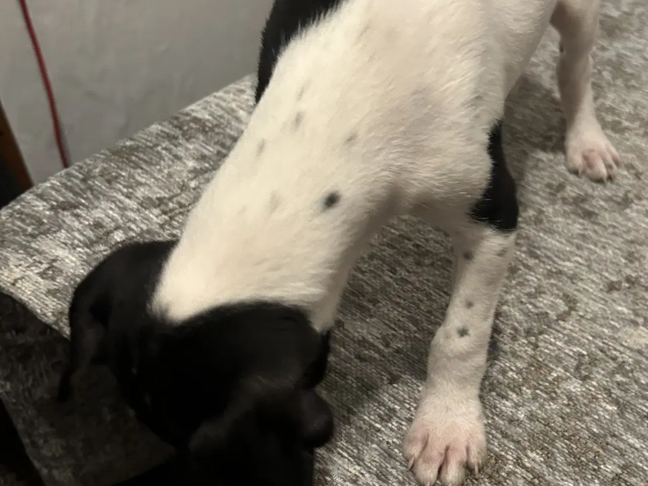 Billede 2 - Skønne hvalpe søger nyt hjem