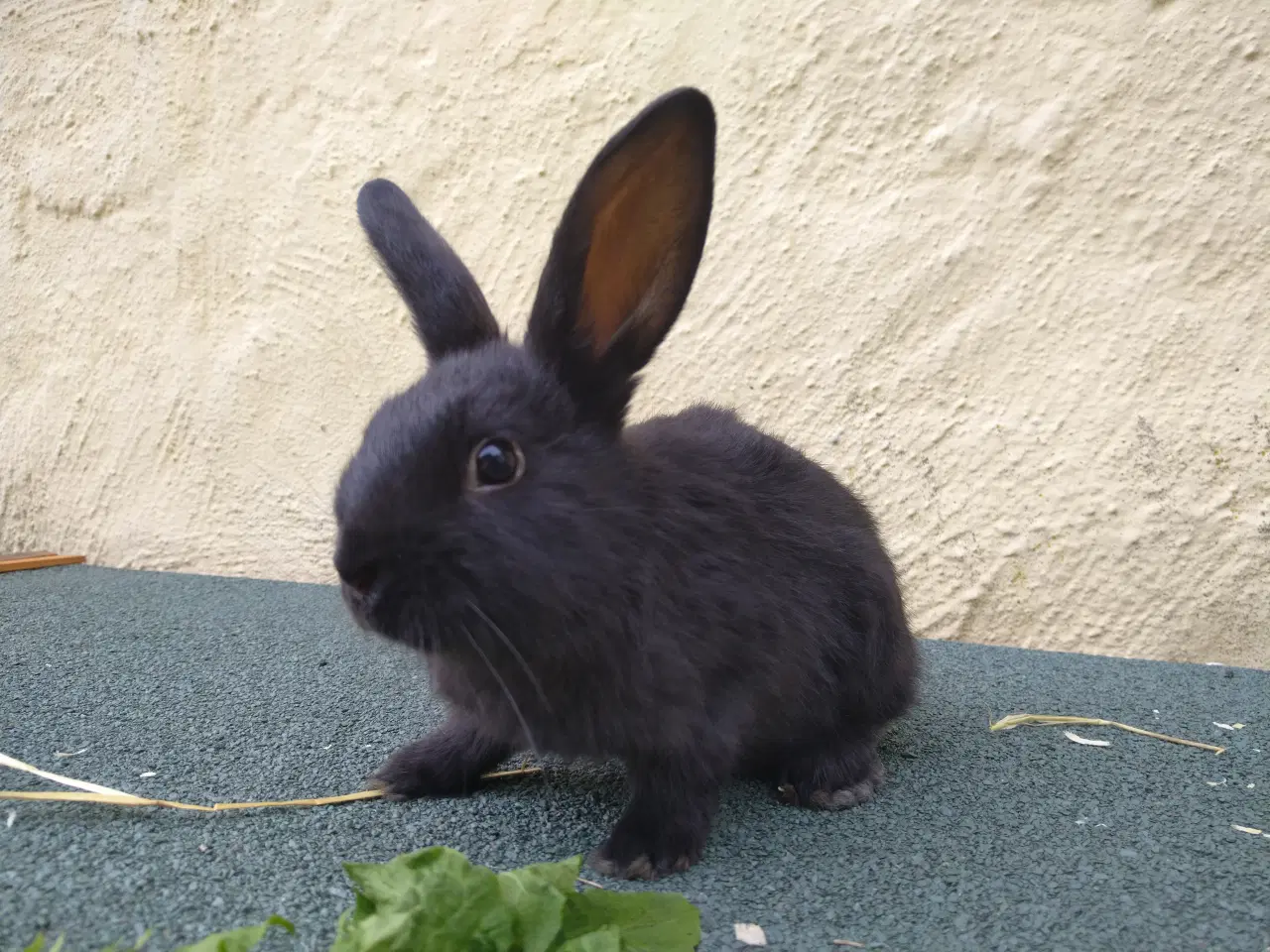 Billede 5 - Han unge hollandsk dværg kanin