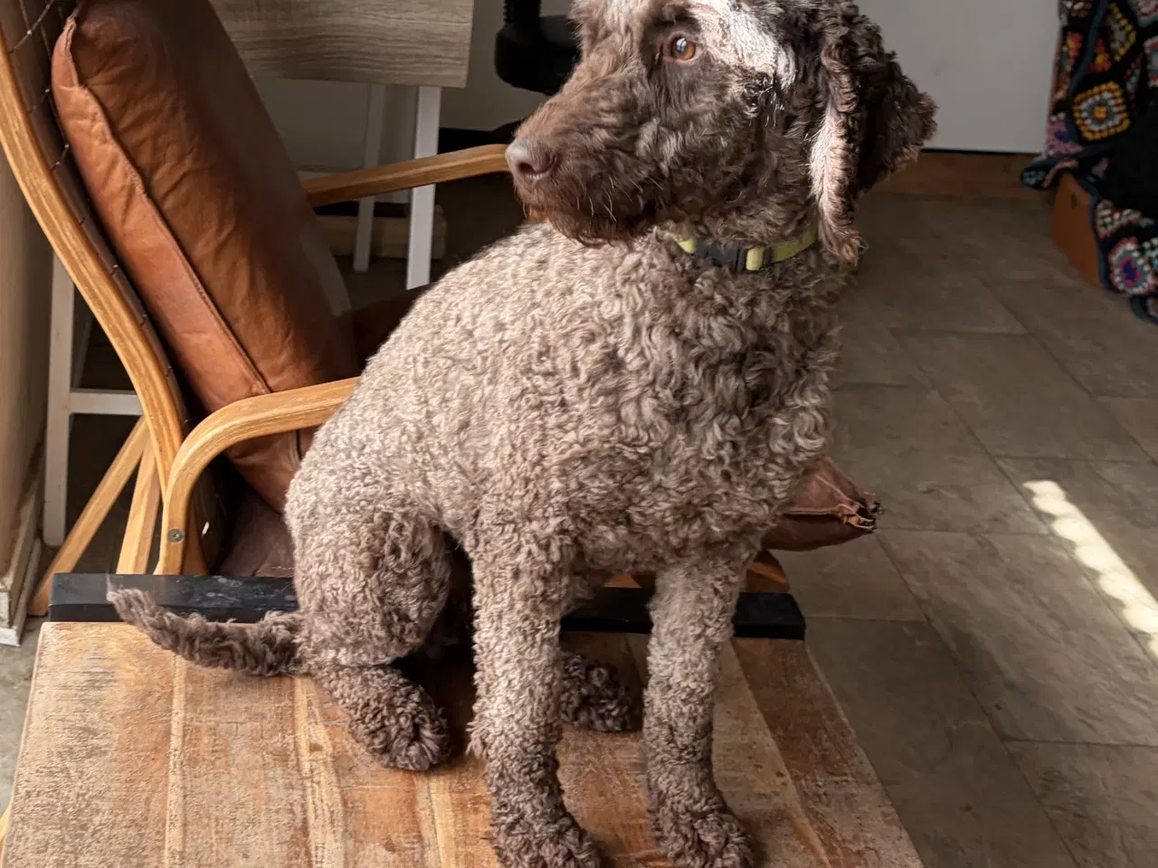 Billede 9 - 2 voksne mellem puddel piger