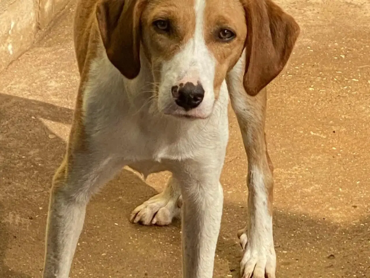 Billede 2 - Skønne Riga søger sit 4ever hjem