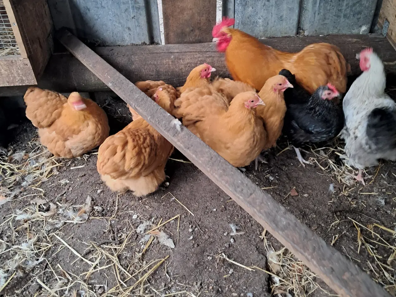 Billede 8 - Dværg orpington