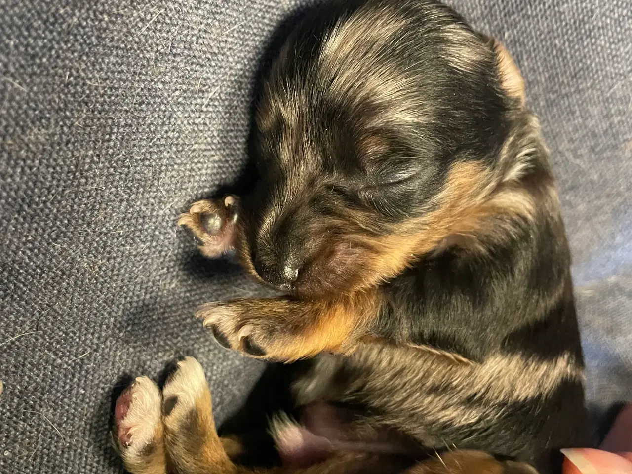 Billede 8 - Lækre Prazsky krysarik hvalpe 