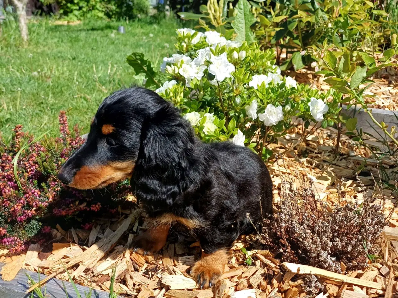 Billede 2 - Langhåret dværg gravhund med  DKKstamtavle.