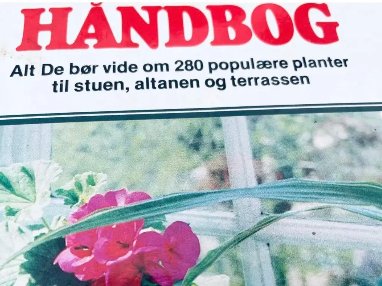 Billede 7 - Stueplanter bo bedre 