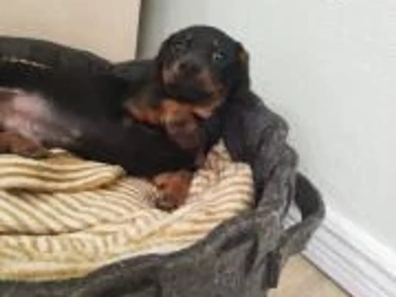 Billede 1 - Gravhund hvalp Black and Tan 