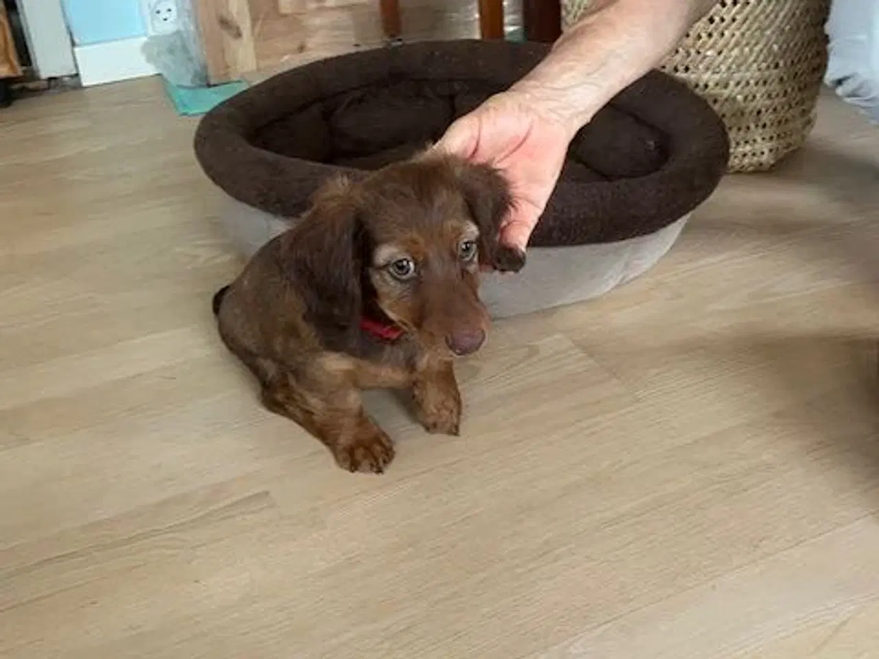 Billede 2 - Langhårede Gravhundehvalpe til salg
