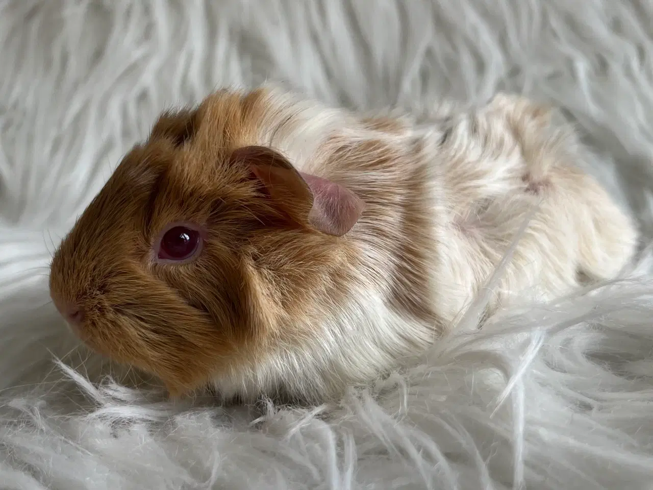 Billede 4 - Han unger