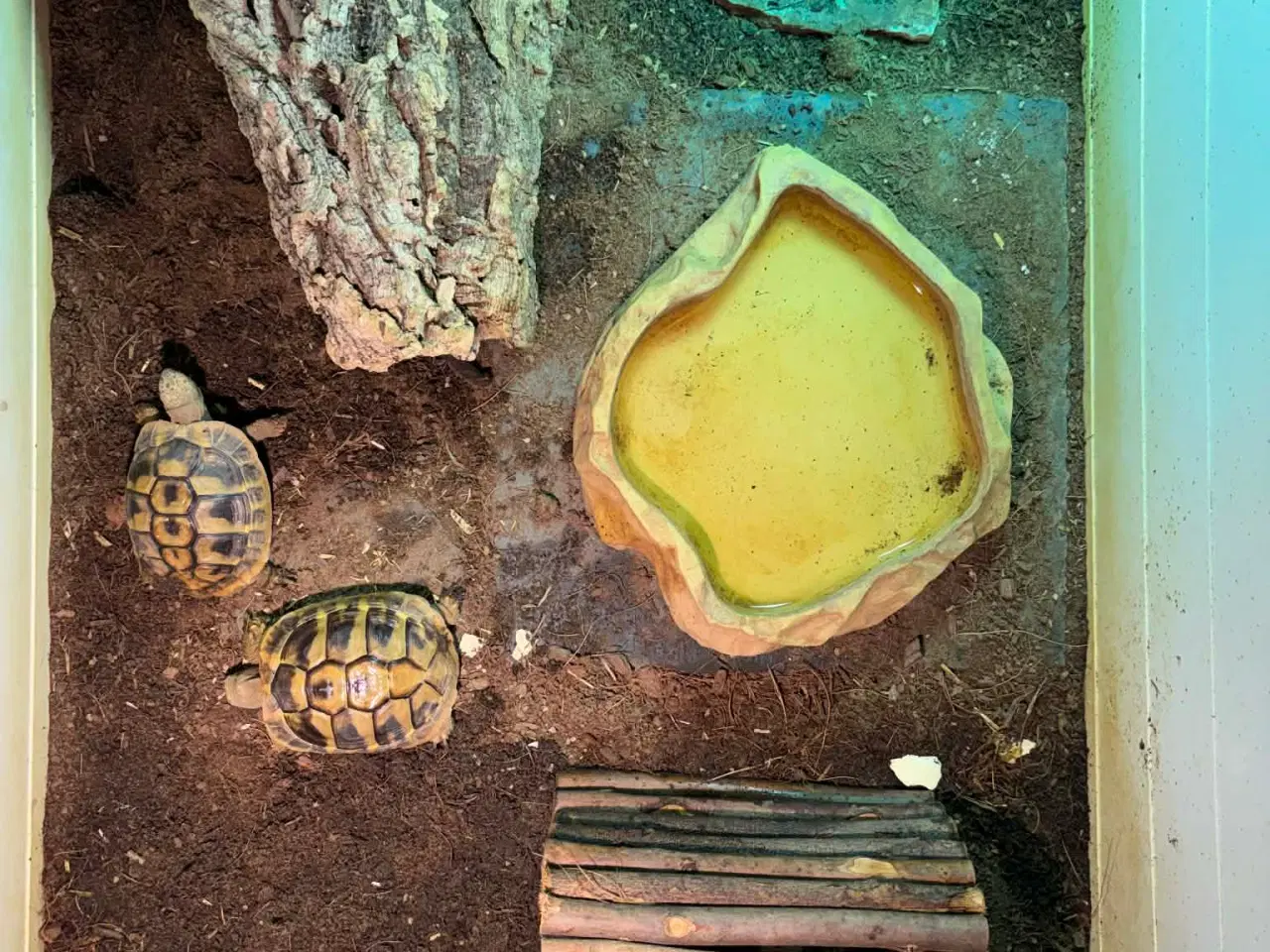 Billede 4 - 2 græske landskildpadder 