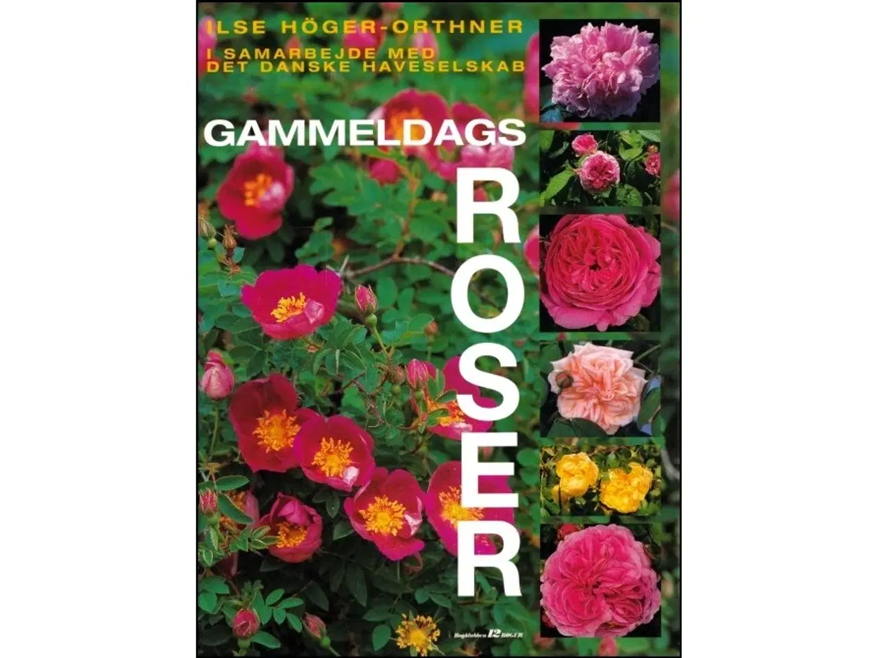 Billede 1 - Gammeldags Roser