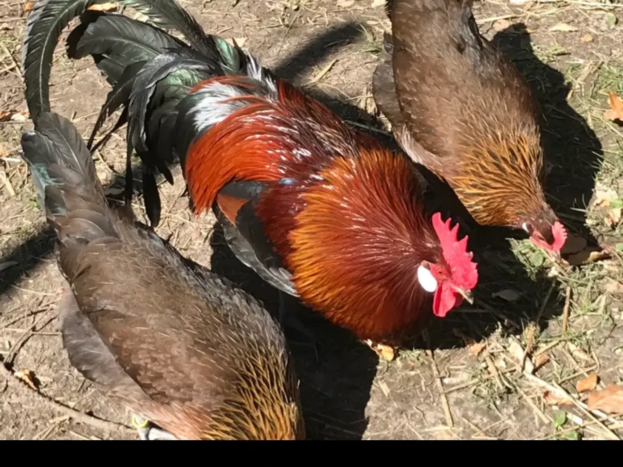 Billede 1 - Dansk Landhøns HANER