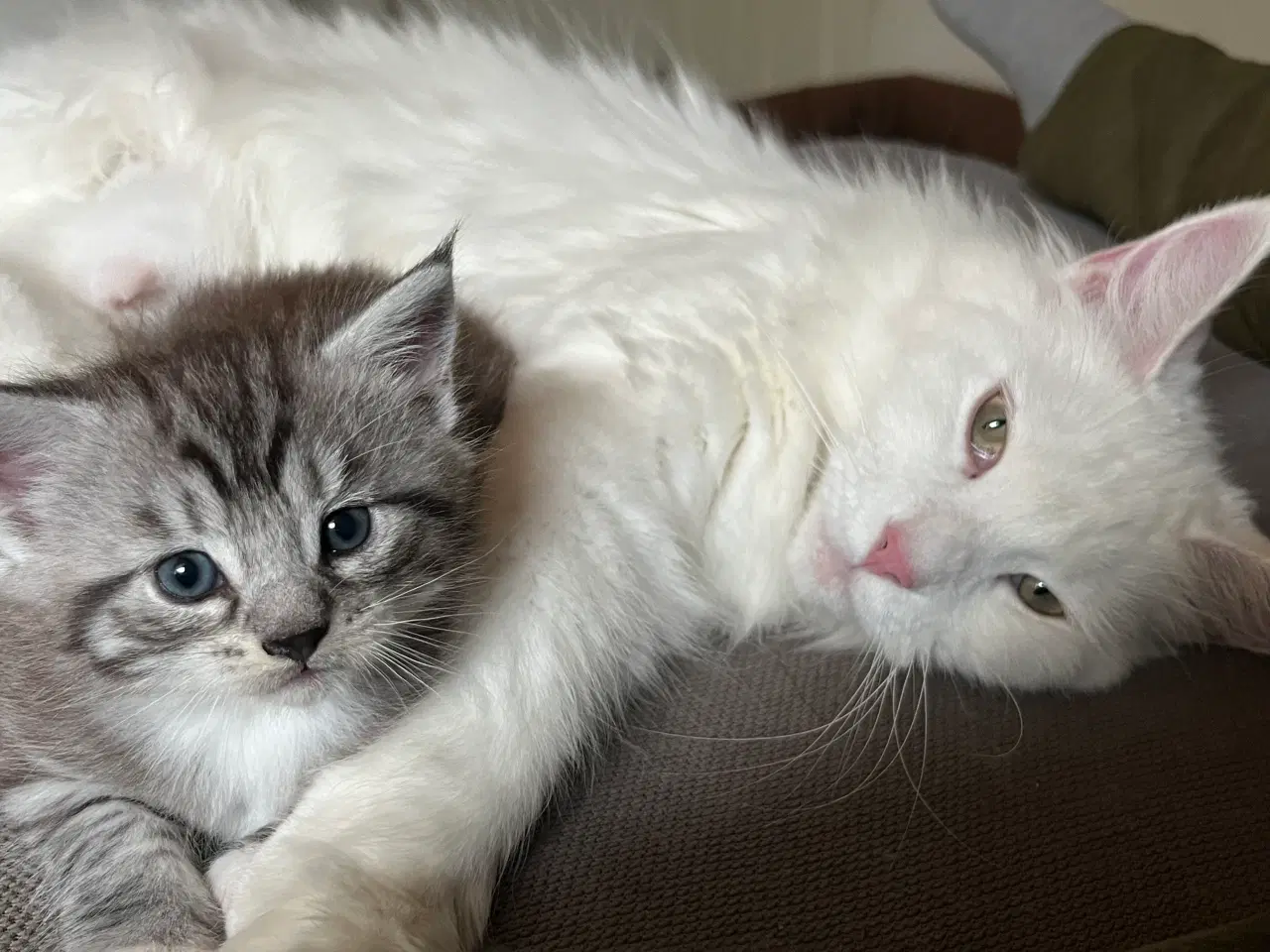 Billede 9 - Maine Coon blandning 