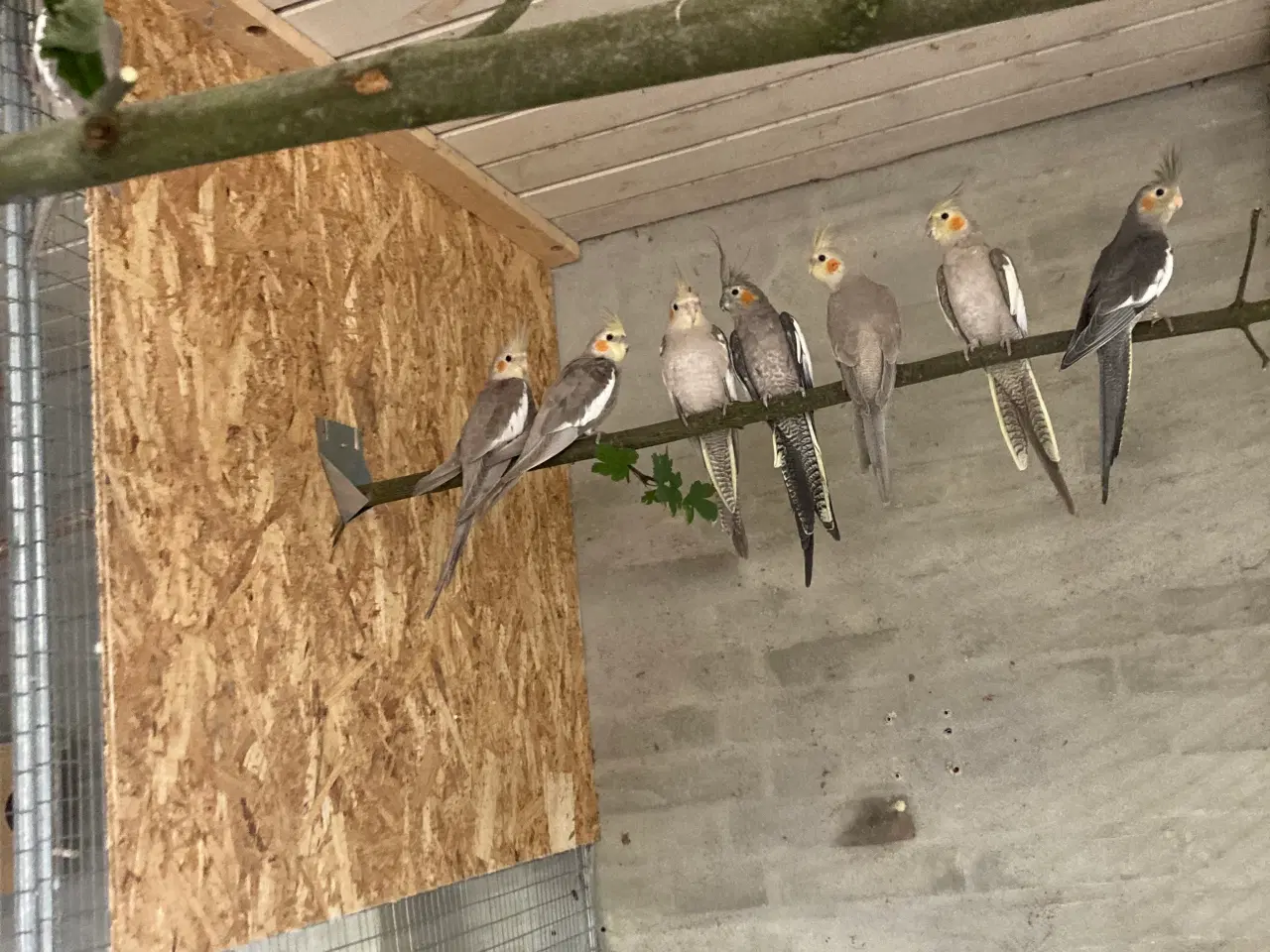Billede 3 - Nymferparekitter unger