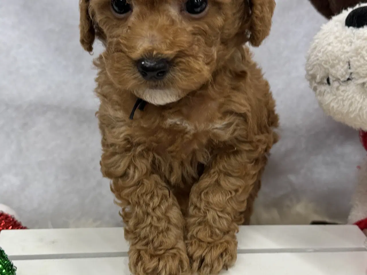 Billede 15 - Maltipoo  få rejseklar 