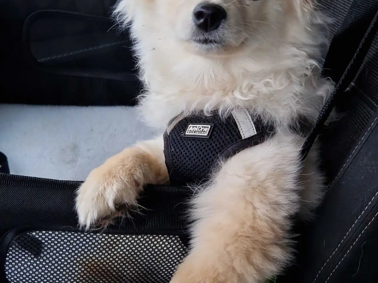 Billede 6 - Smuk krudtugle