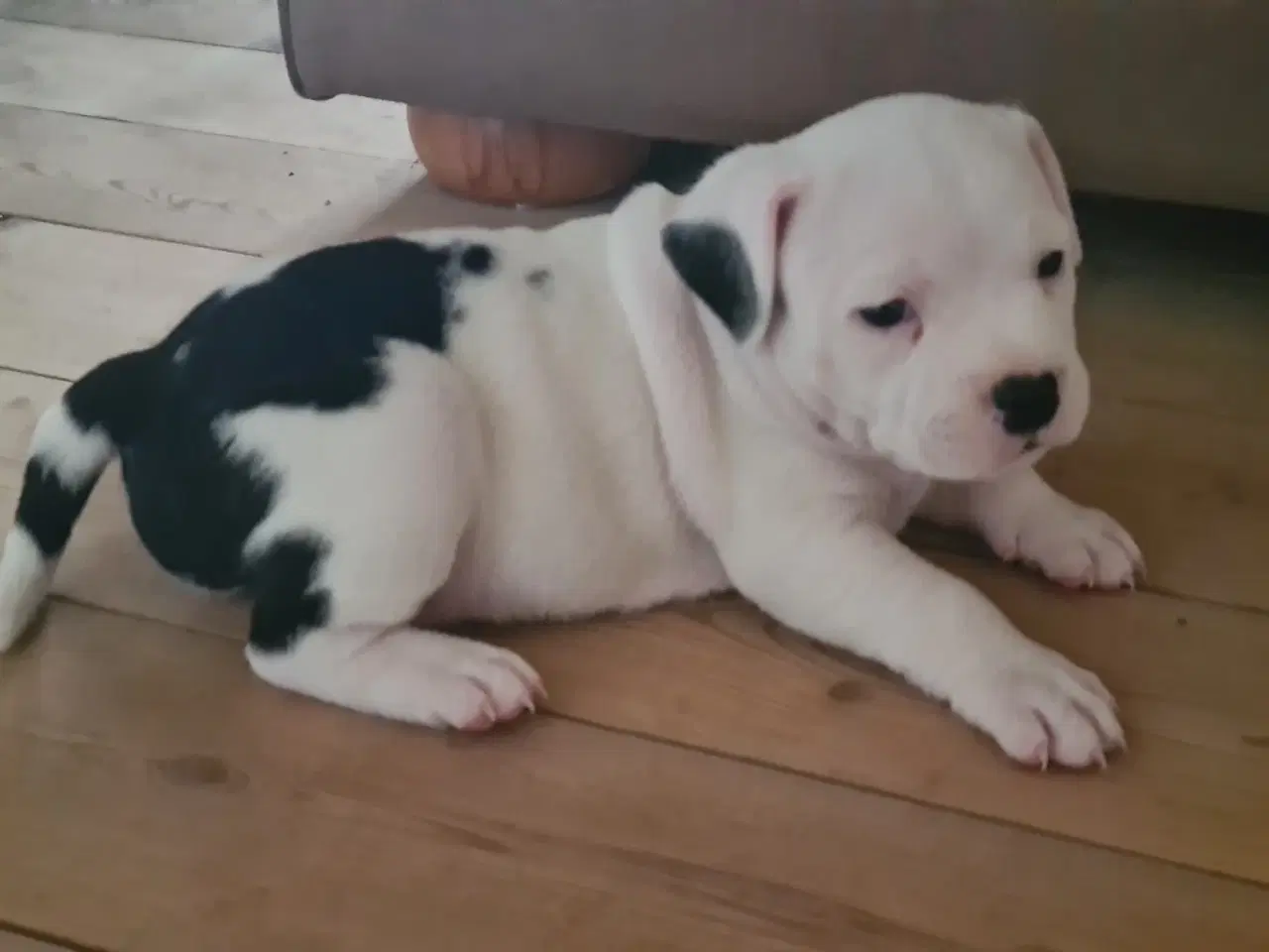Billede 4 - Staffordshire Bullterrier hvalpe