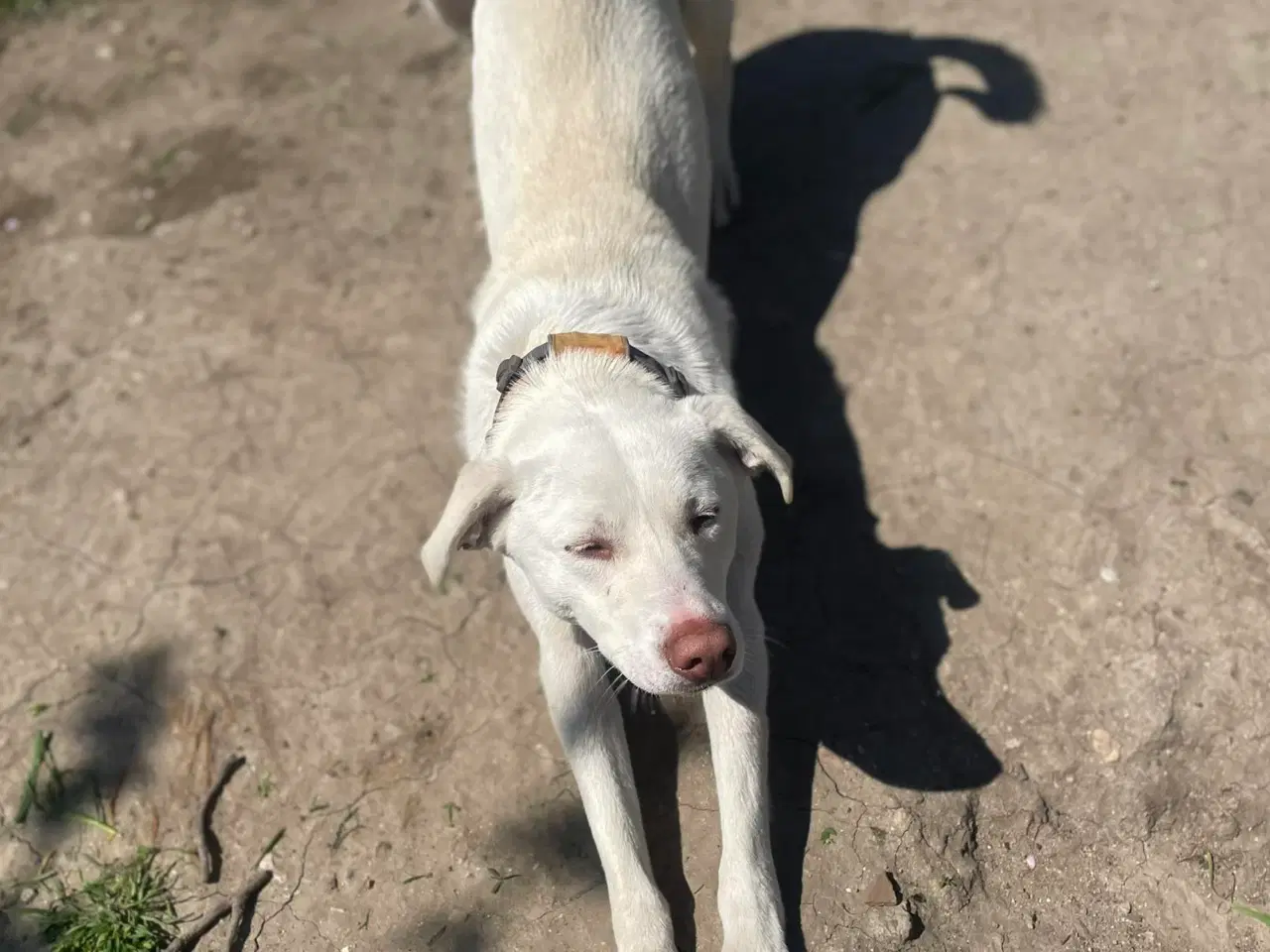 Billede 9 - Smukkeste Snoopy søger sit helt eget hjem