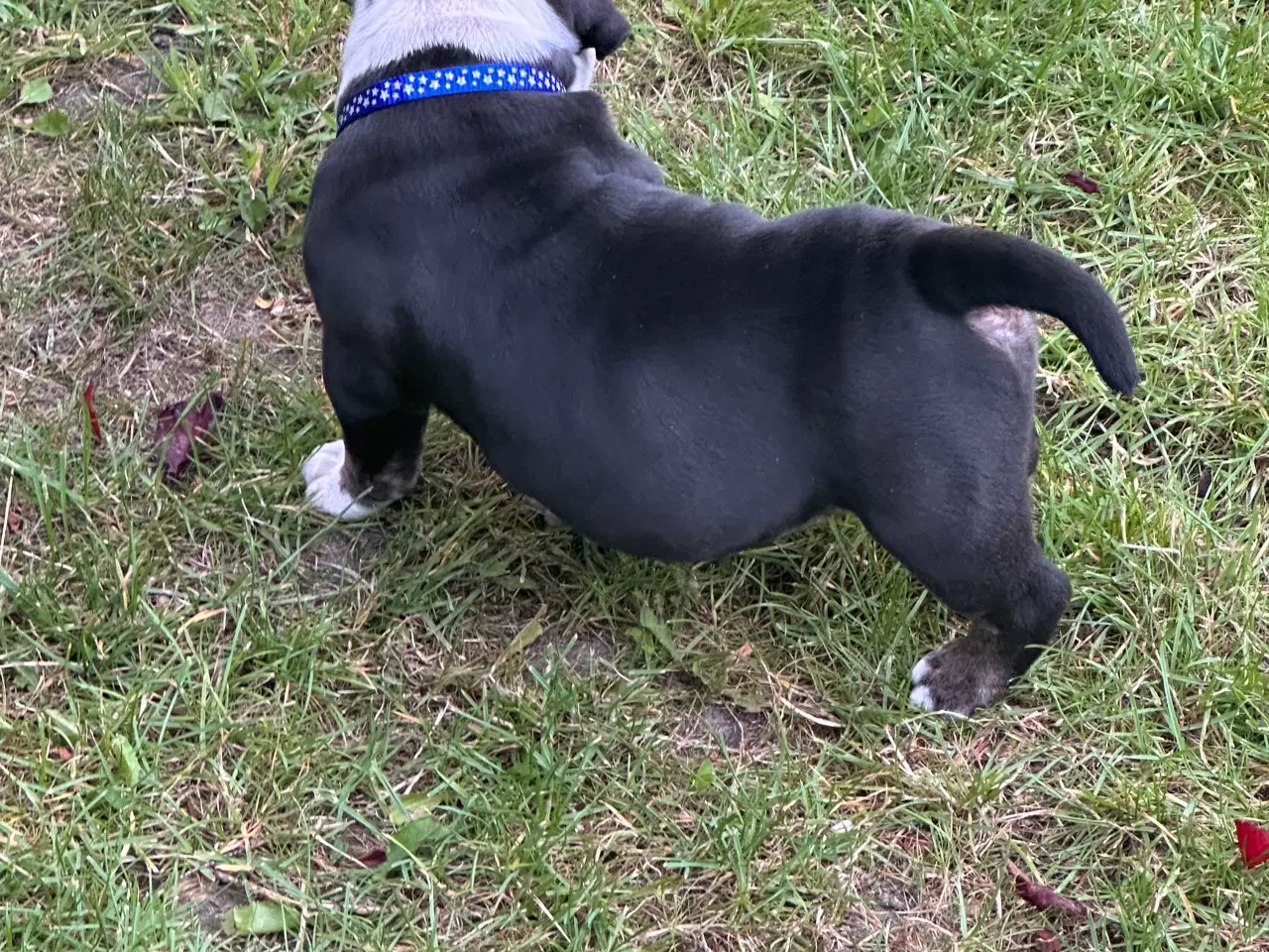 Billede 6 - New english bulldog
