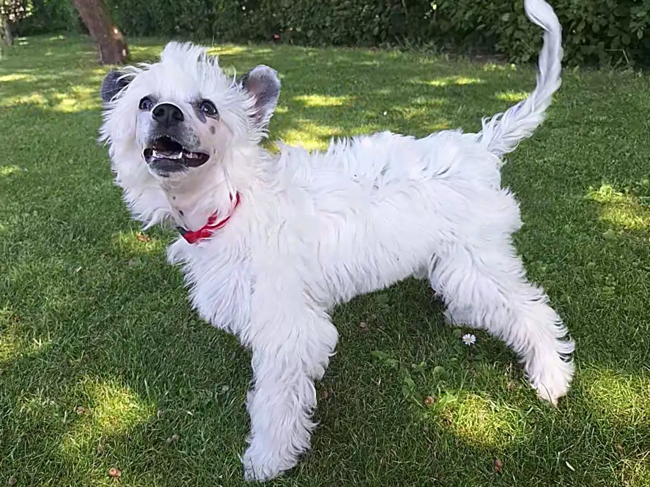 Billede 4 - Chinese crested powder puff (Allergivenlig)