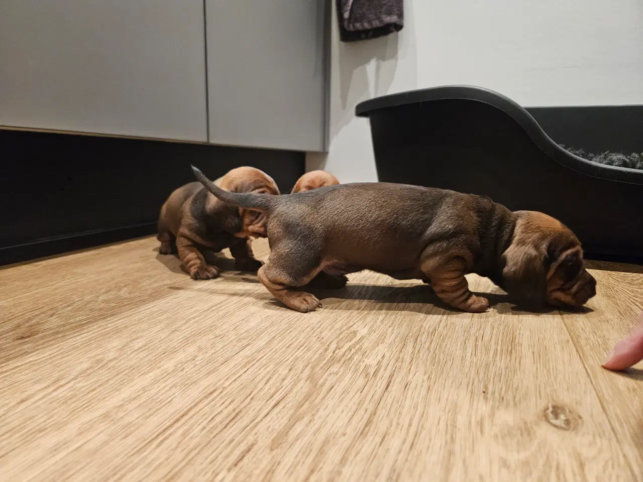 Billede 16 - Gravhundehvalpe 