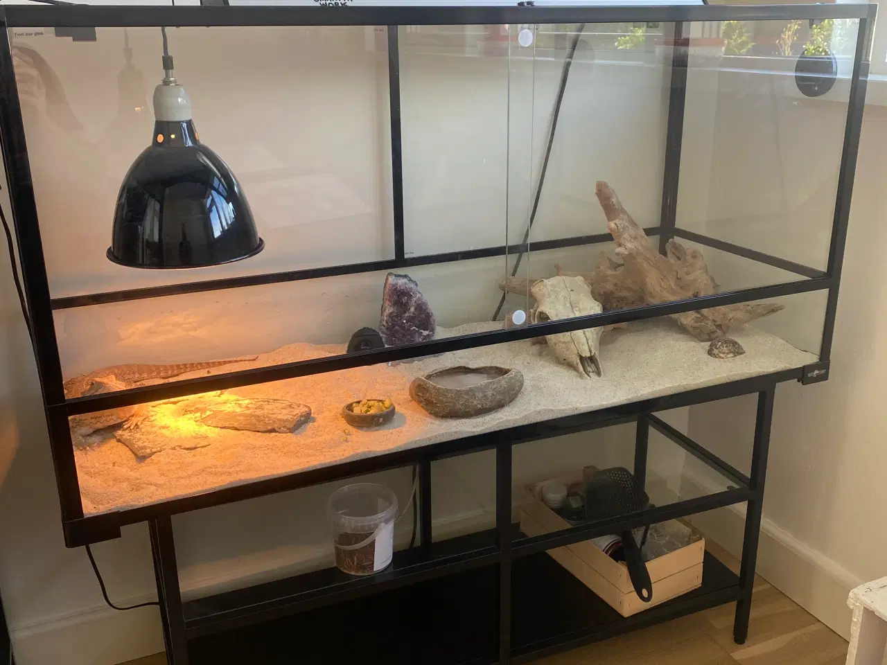 Billede 3 - Skægagame inkl terrarium og div tilbehør og bord