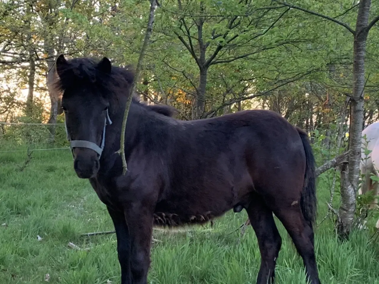 Billede 4 - Spændende Hingsteplag