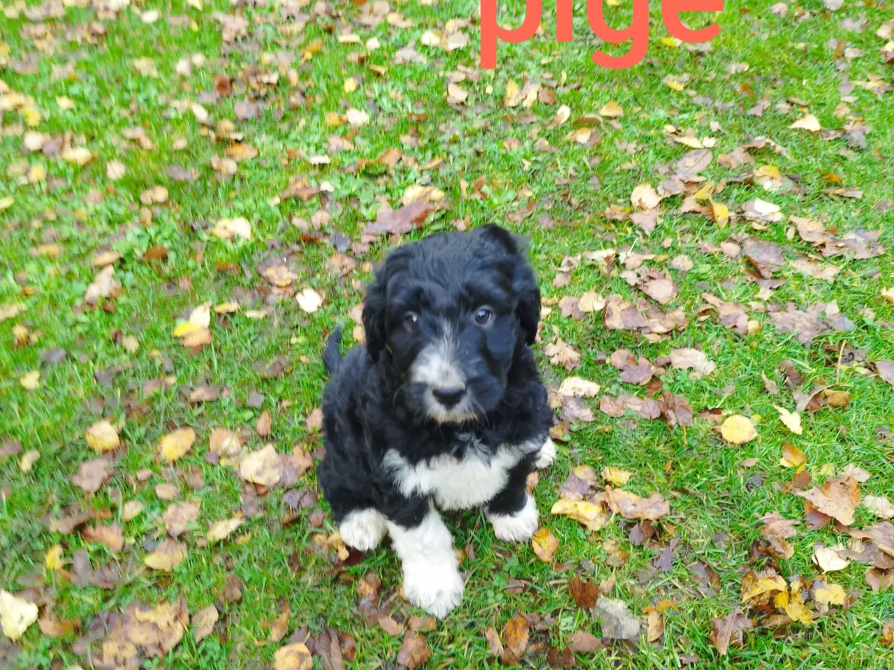 Billede 2 - Bordoodle (Border Collie & Poodle Mix):