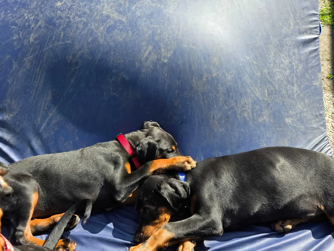 Billede 8 - 5 små renracede dobermann er kommet til verden d.0