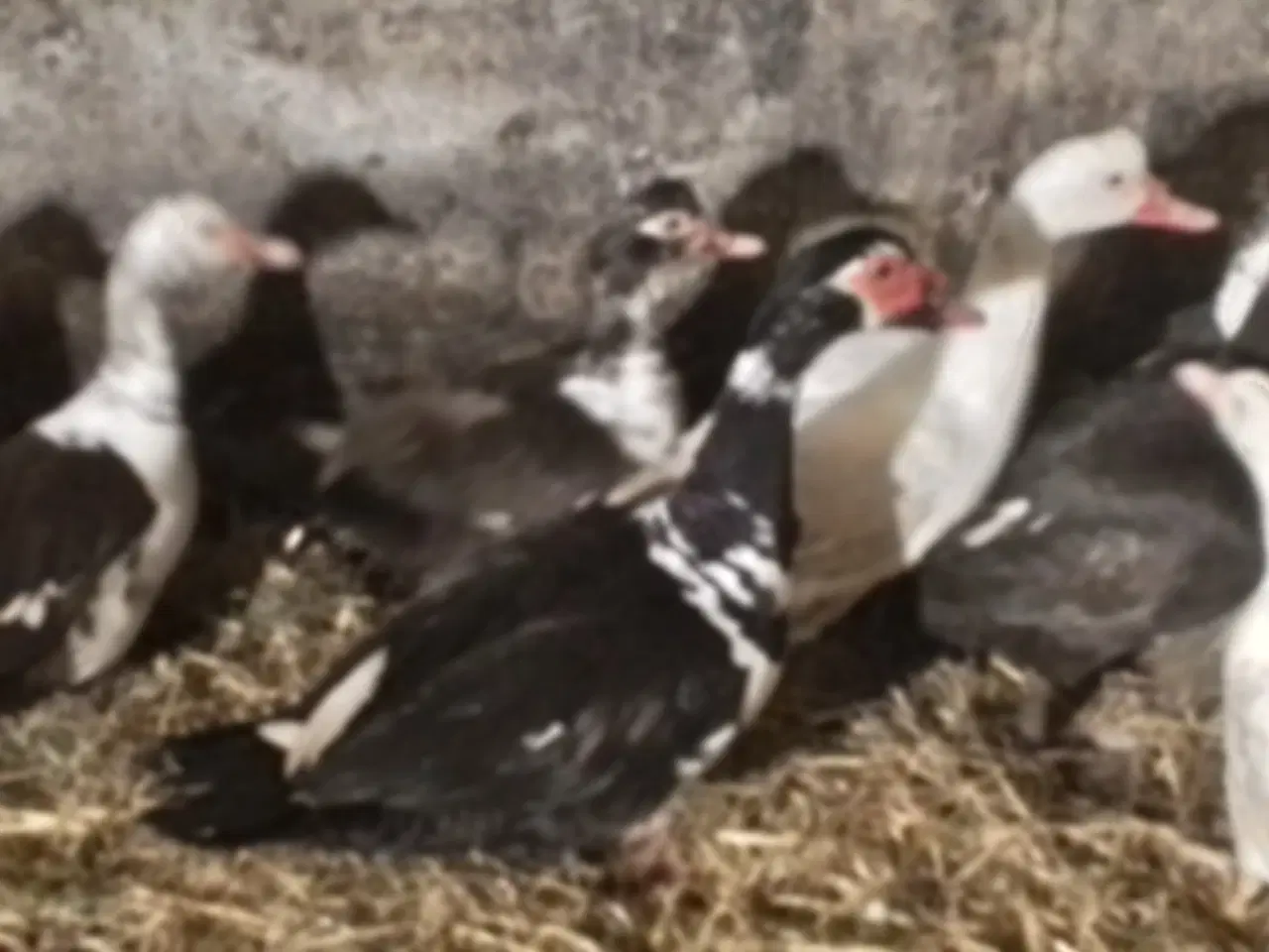 Billede 4 - Moskus Ænder