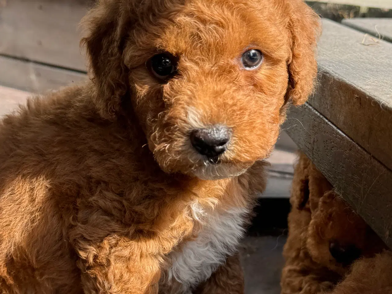 Billede 6 - Goldendoodle babyer 🥰🐾