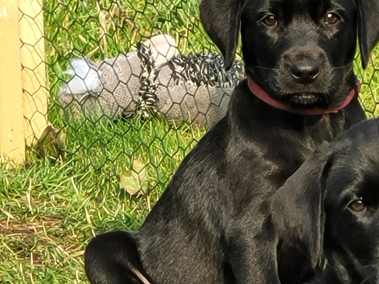 Billede 1 - Labrador formel 1 hunde hvalpe tæve 