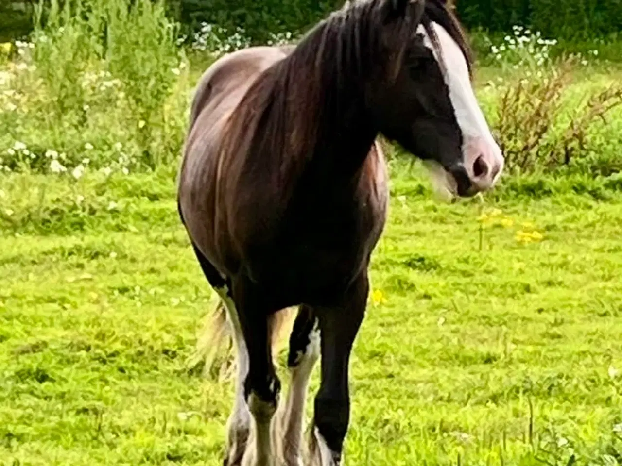 Billede 3 - Irish cob Vallak 