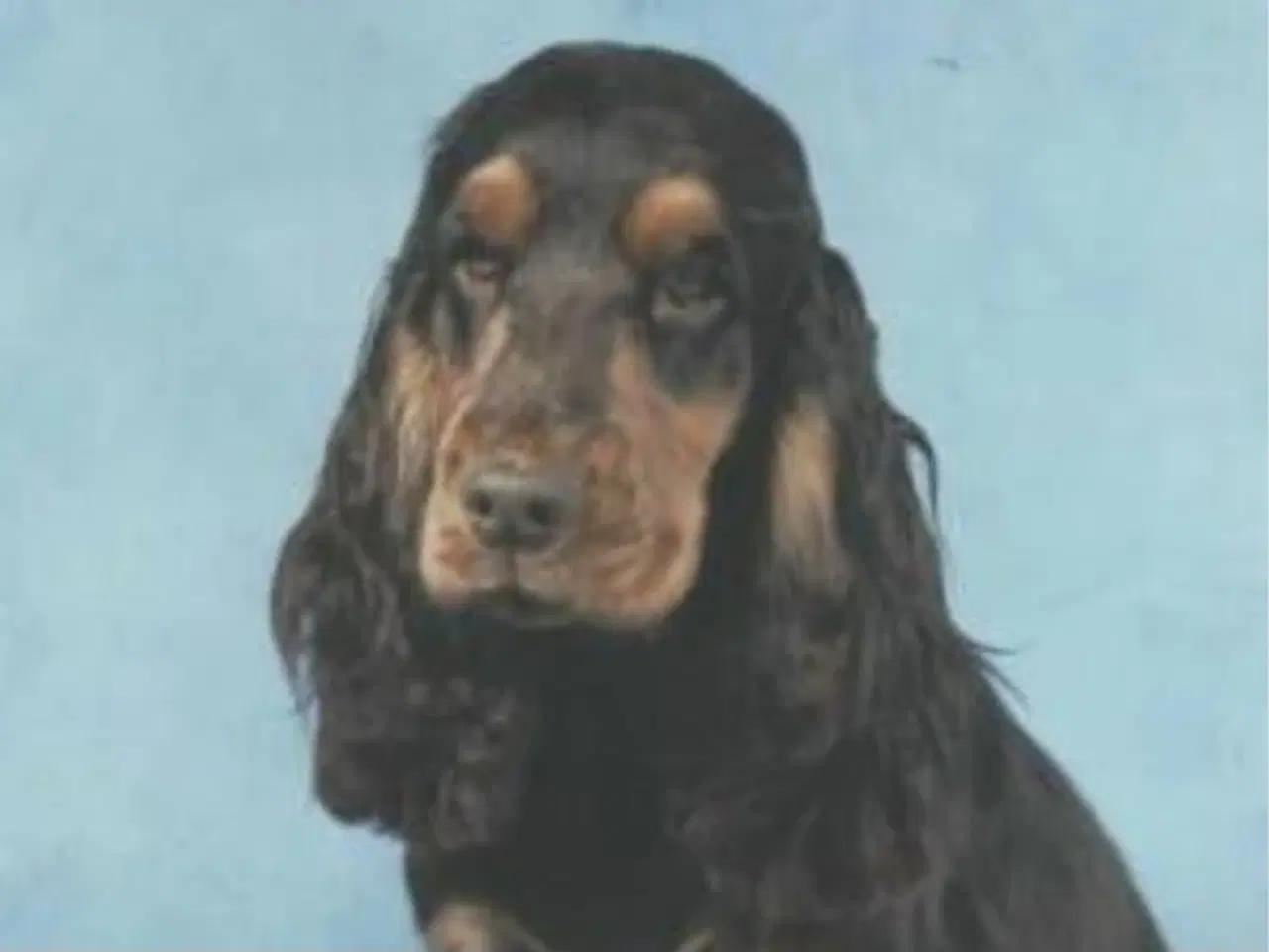 Billede 1 - Søger tæve brun/rød engelsk cocker hvalp 