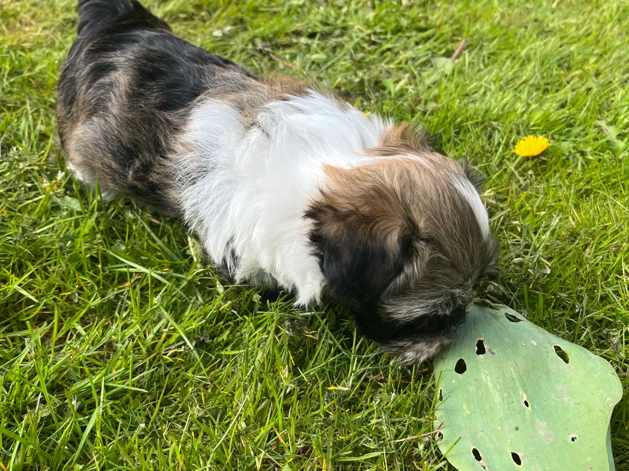 Billede 11 - Bichon Havanais med stamtavle