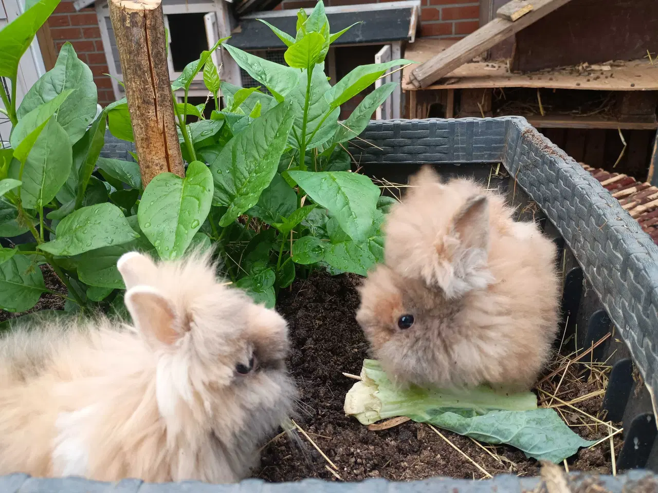 Billede 1 - Ren racet Teddy kanin unge. 