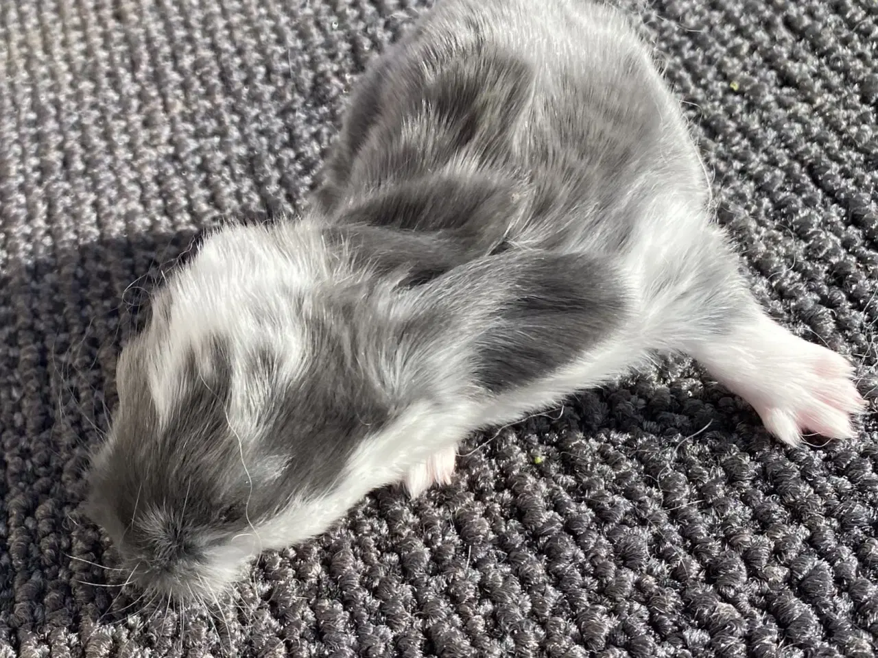 Billede 4 - FRANSK VÆDDER HUN BLÅ KAPPETEGNET