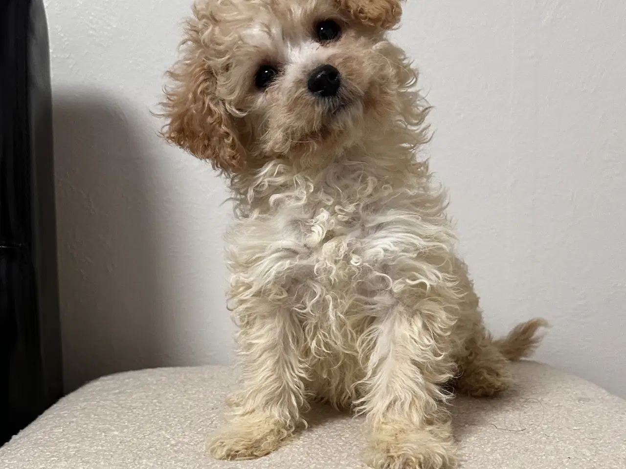 Billede 6 - Cavapoo F2B