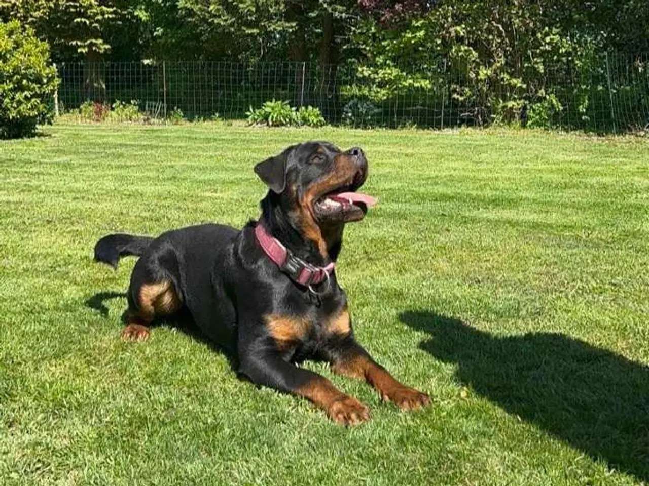 Billede 8 - Rottweiler han 