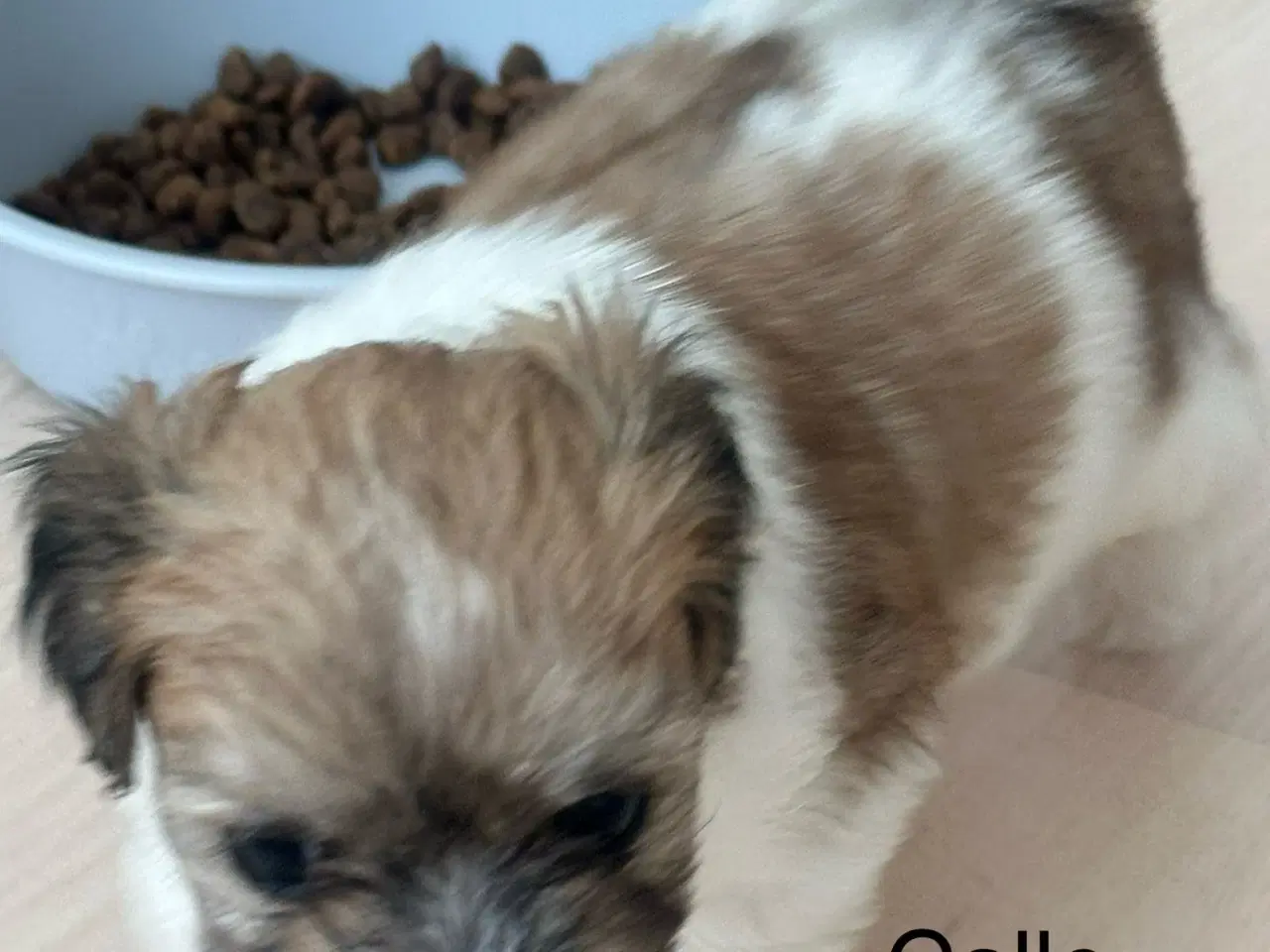 Billede 3 - Calle - Lhasa apso