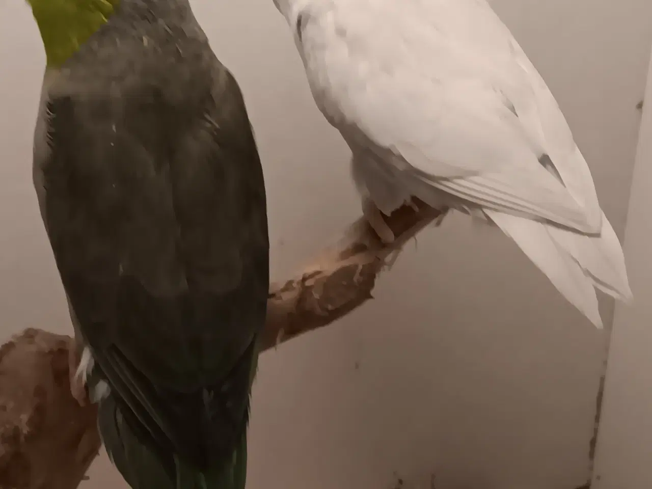 Billede 1 - Lessonspuvepapegøjer I grøn x amerikansk hvid. 