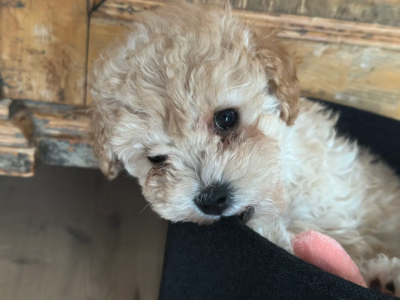 Billede 2 - Bichon Frise / Pood (Bomuldshund) hvalpe - 8uger