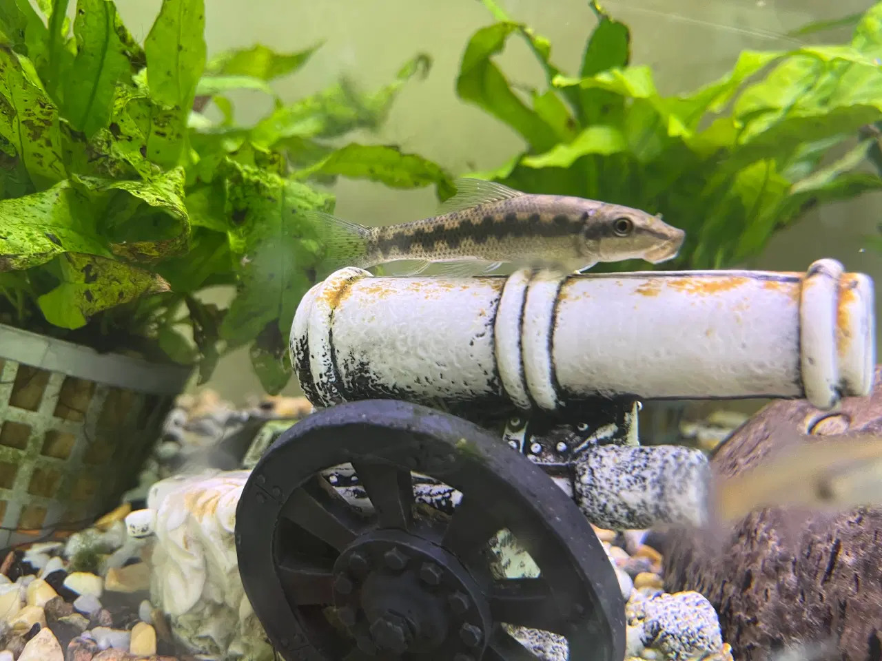 Billede 2 - Akvariefisk blandet guppy Molly sugemalle