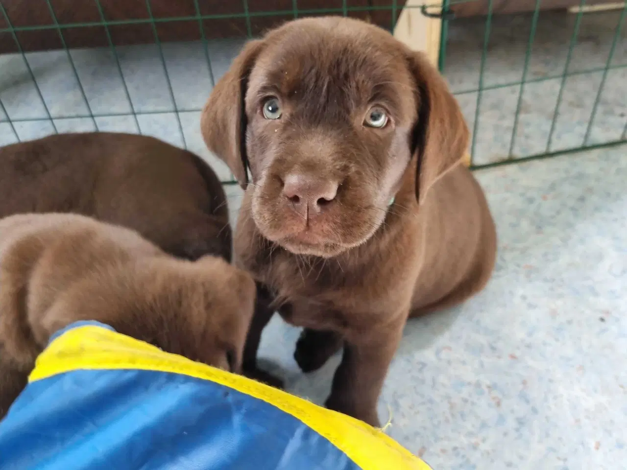 Billede 5 - Brun Labrador gammel slags