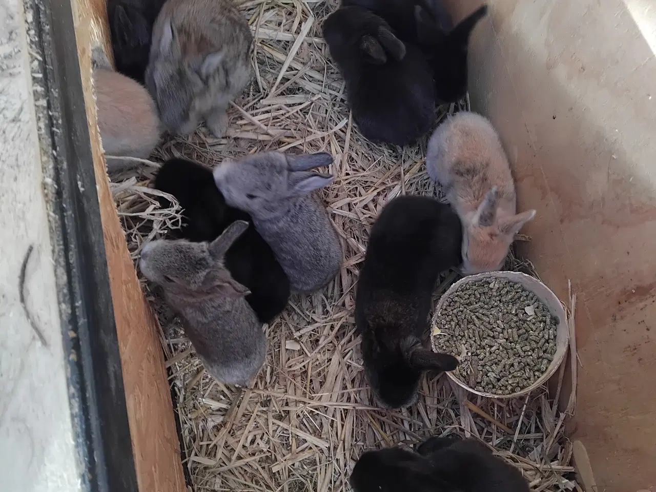 Billede 2 - Fransk belgisk vædder og dansk land 