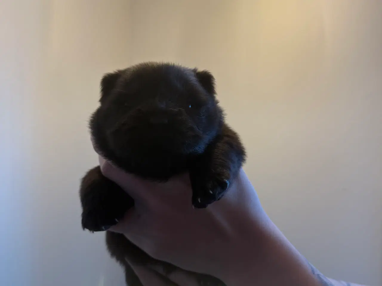Billede 3 - Chow chow