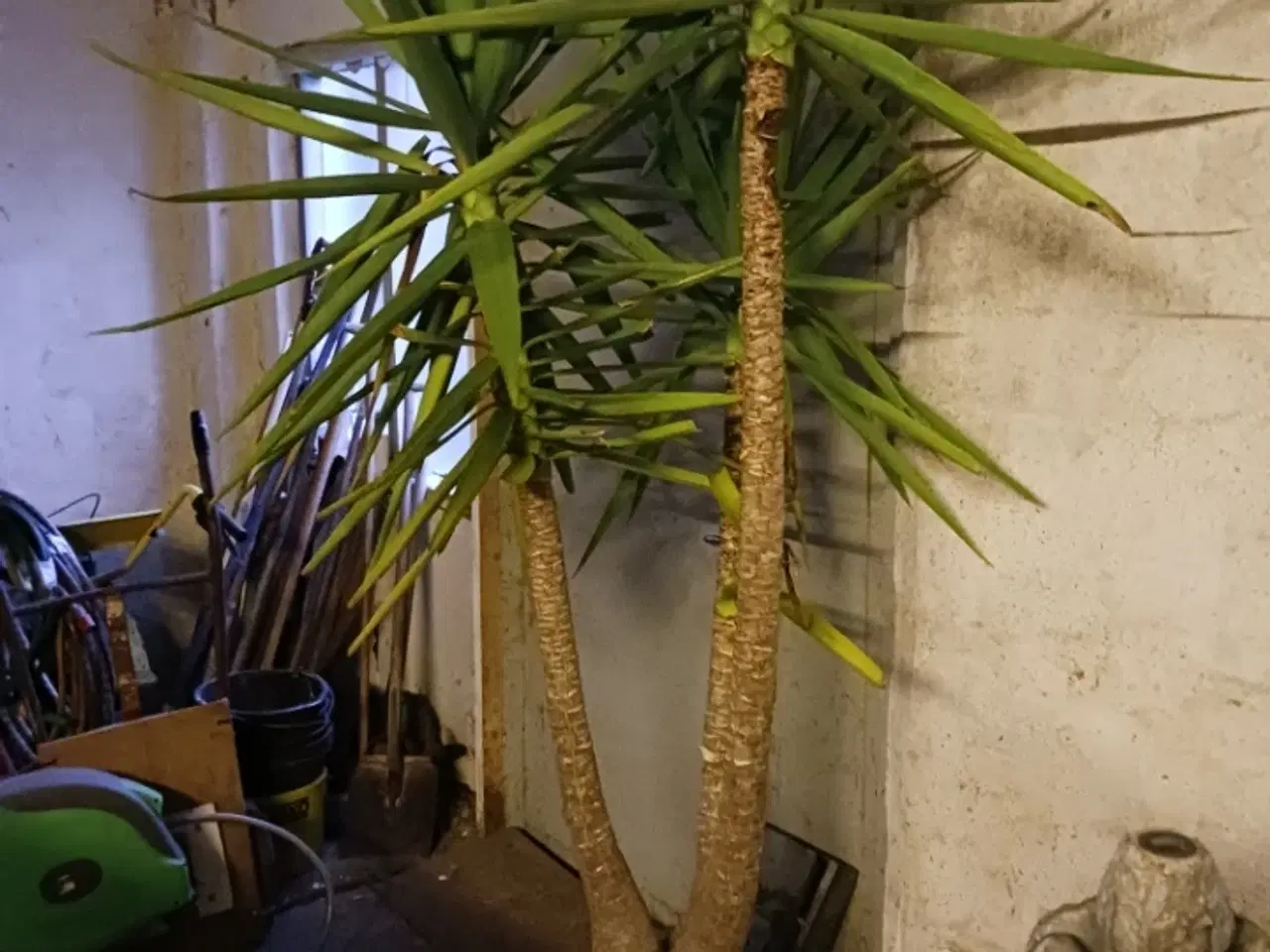 Billede 1 - Yucca i Krukke 300 kr