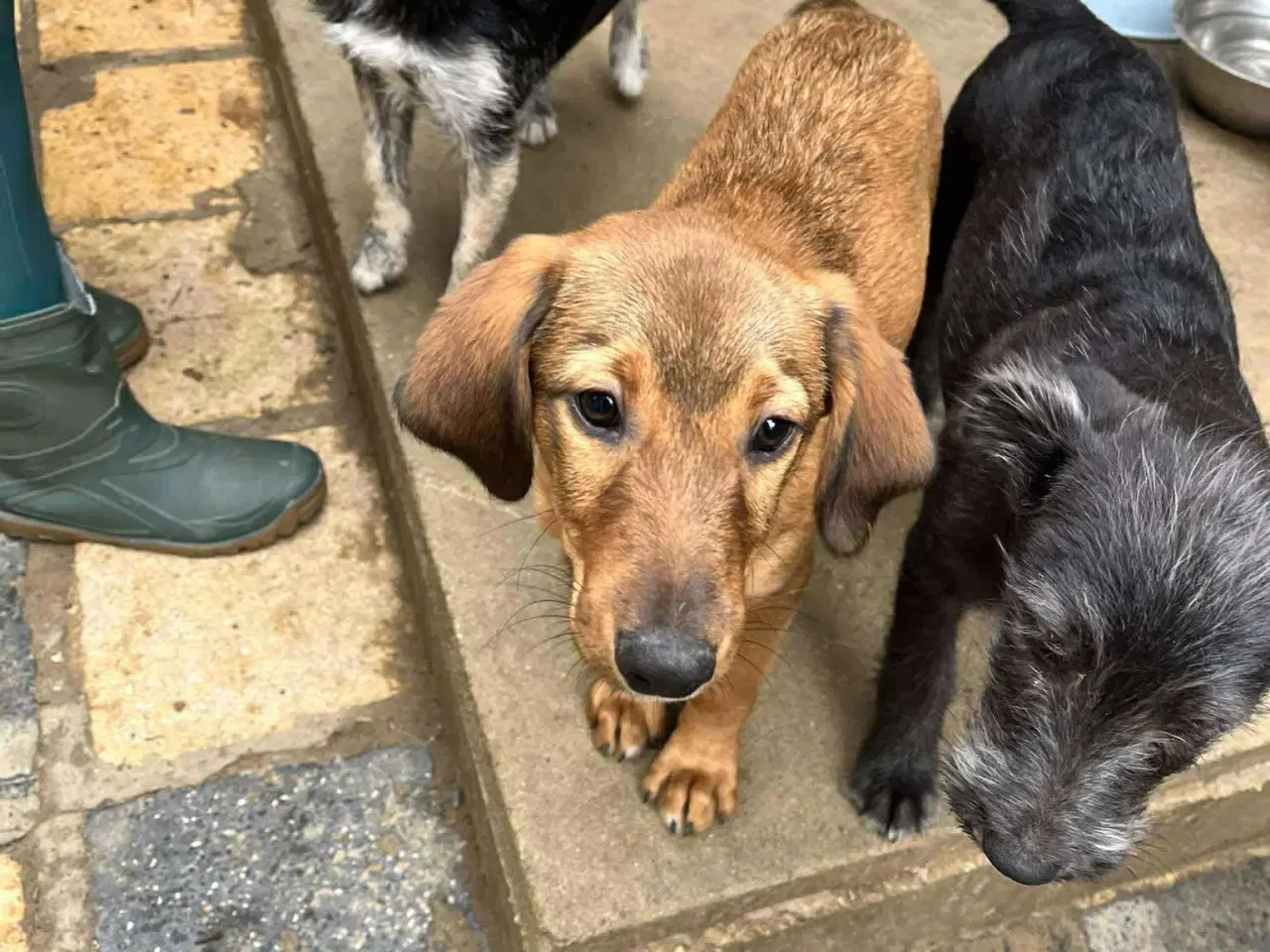 Billede 5 - Sødeste Charlie søger 4ever familie 💙